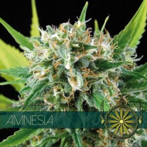 Amnesia-3-u-fem-Vision-Seeds-3