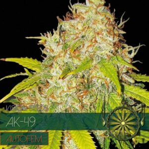 Auto-AK-49-3-u-fem-Vision-Seeds-3