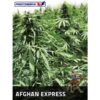 Auto-Afghan-Express-1-u-fem-Positronics-Seeds-3