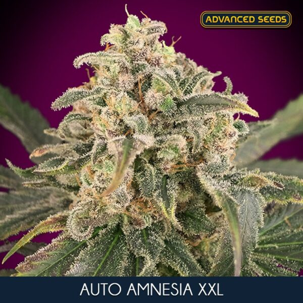 Auto-Amnesia-XXL-5-2-u-fem-Advanced-Seeds