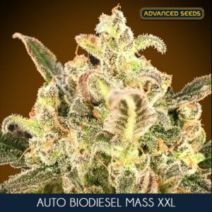Auto-Biodiesel-Mass-XXL-1-u-fem-Advanced-Seeds-3