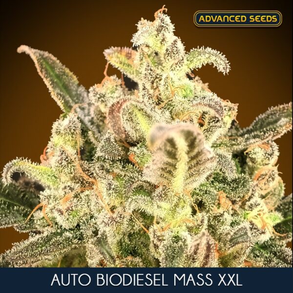 Auto-Biodiesel-Mass-XXL-5-2-Advanced-Seeds-2