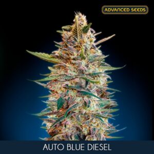Auto-Blue-Diesel-fem-Advanced-Seeds