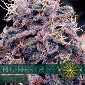 Auto-Blueberry-Bliss-3-u-fem-Vision-Seeds-3
