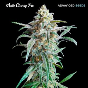 Auto-Cherry-Pie-1-u-fem-Advanced-Seeds-3