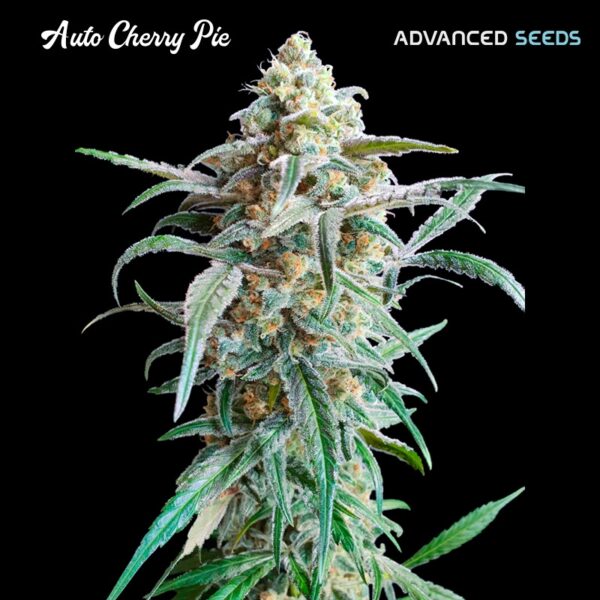 Auto-Cherry-Pie-25-u-fem-Advanced-Seeds-2