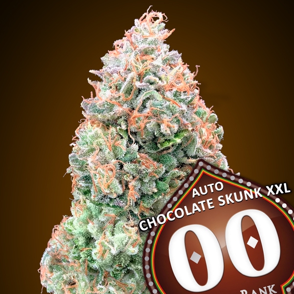 Auto-Chocolate-Skunk-XXL-100-u-fem-00-Seeds-2