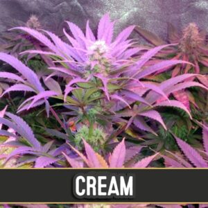 Auto-Cream-3-u-fem-Blimburn-Seeds-3