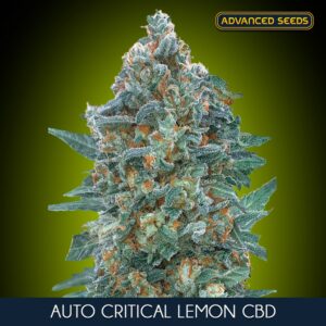 Auto-Critical-Lemon-CBD-1-u-fem-Advanced-Seeds-3