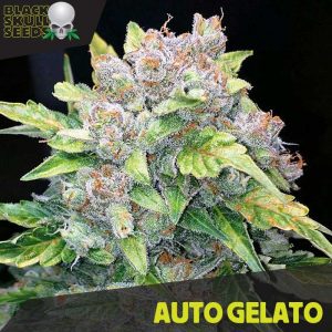 Auto-Gelato-3-u-fem-Black-Skull-Seeds-3