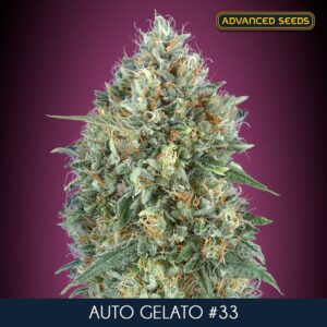 Auto-Gelato-33-3-1-u-fem-Advanced-Seeds