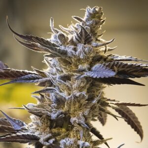 Auto-Ghost-Train-Og-1-ud-High-Speed-Buds-3