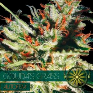 Auto-Goudas-Grass-3-u-fem-Vision-Seeds-3