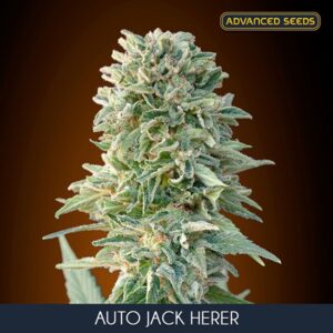 Auto-Jack-Herer-1-u-fem-Advanced-Seeds-3