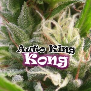 Auto-King-Kong-2-u-fem-Dr-Underground-3