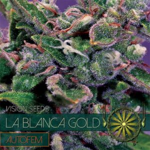 Auto-La-Blanca-Gold-3-u-fem-Vision-Seeds-3