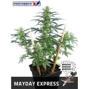 Auto-Mayday-Express-1-u-fem-Positronics-Seeds-3