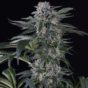 Auto-Moby-Dick-3-ud-Silent-Seeds-3