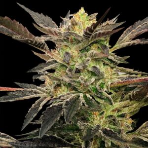 Auto-Pink-Sunset-by-Sherbinskis-10-ud-Silent-Seeds-3