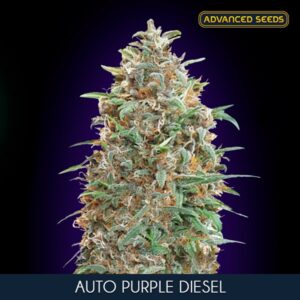 Auto-Purple-Diesel-1-u-fem-Advanced-Seeds-3