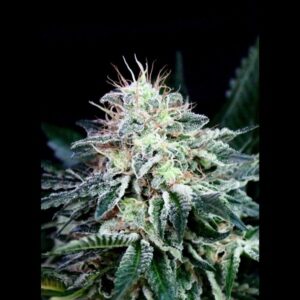 Auto-Radical-1u-fem-Absolute-Cannabis-Seeds-3