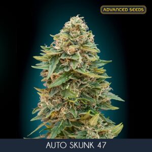 Auto-Skunk-47-3-1-u-fem-Advanced-Seeds