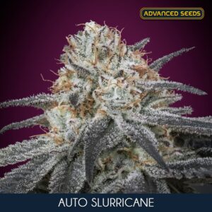 Auto-Slurricane-1-u-fem-Advanced-Seeds-3