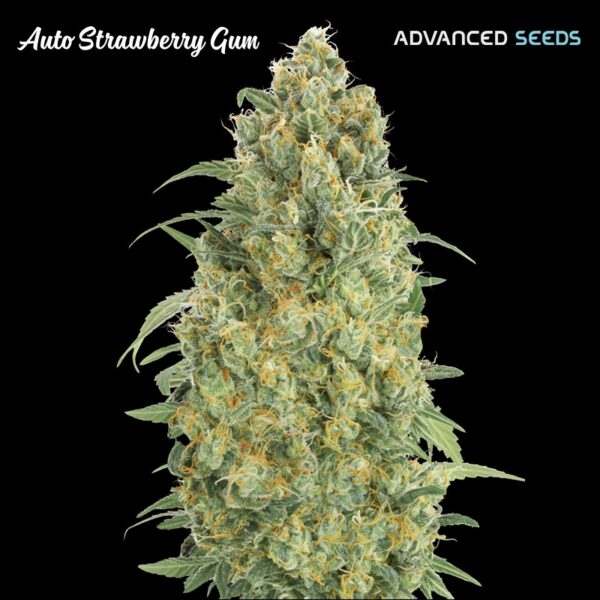 Auto-Strawberry-Gum-10-3-u-fem-Advanced-Seeds-2
