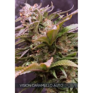 Auto-Vision-Caramello-3-u-fem-Vision-Seeds-3