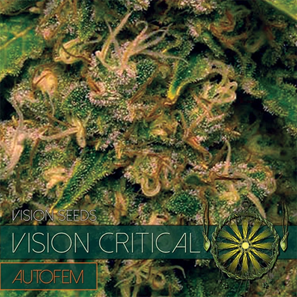 Auto-Vision-Critical-3-u-fem-Vision-Seeds-3