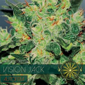 Auto-Vision-Jack-3-u-fem-Vision-Seeds-3