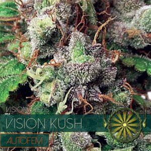 Auto-Vision-Kush-3-u-fem-Vision-Seeds-3