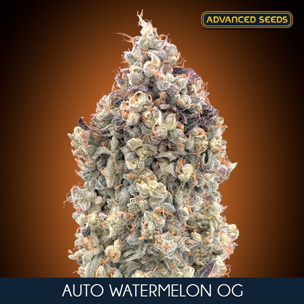 Auto-Watermelon-Og-3-1-u-fem-Advanced-Seeds