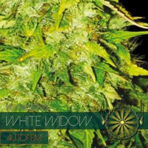 Auto-White-Widow-3-u-fem-Vision-Seeds-3