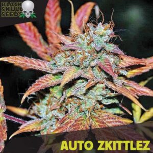 Auto-Zkittlez-3-u-fem-Black-Skull-Seeds-3