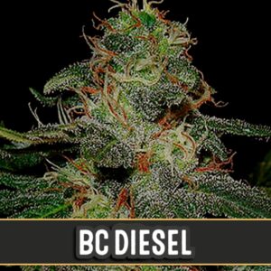 BC-Diesel-3-u-fem-Blimburn-Seeds-3