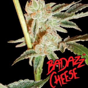 Badazz-Cheese-10-u-fem-Big-Buddha-Seeds-3