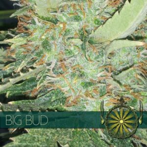 Big-Bud-3-u-fem-Vision-Seeds-3