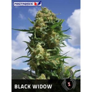 Black-Widow-1-u-fem-Positronics-Seeds-3