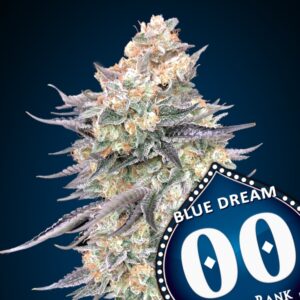 Blue-Dream-3-u-fem-00-Seeds
