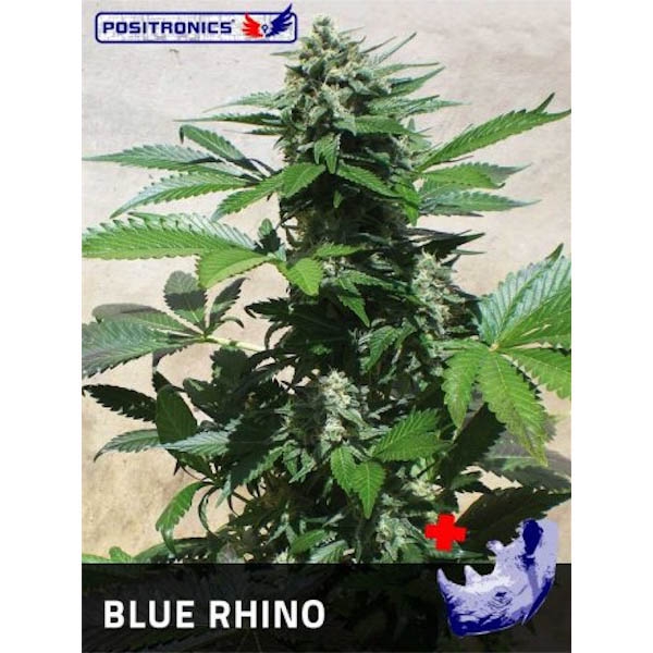 Blue-Rhino-1-u-fem-Positronics-Seeds-3