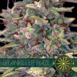Brainkiller-Haze-3-u-fem-Vision-Seeds-3