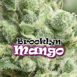 Brooklyn-Mango-2-u-fem-Dr-Underground-3