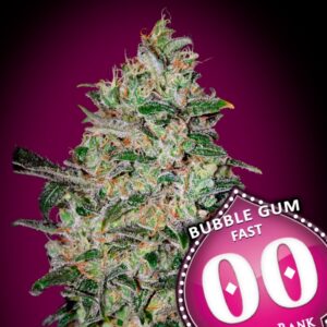 Bubble-Gum-Fast-5-u-fem-00-Seeds