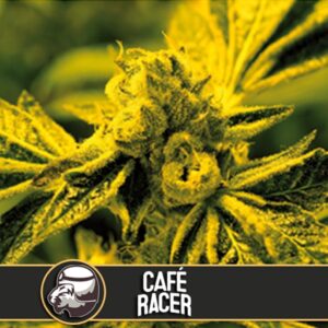 Cafe-Racer-3-u-fem-Blimburn-Seeds-3