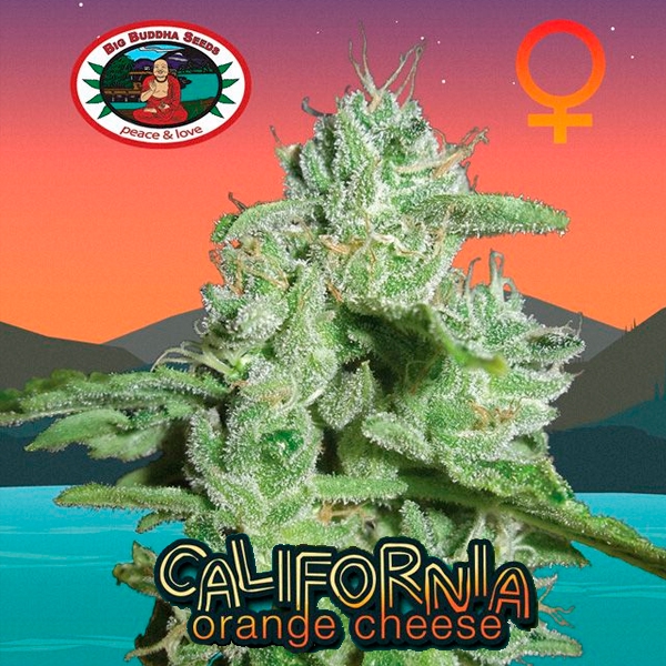 California-Orange-Cheese-10-u-fem-Big-Buddha-Seeds-3