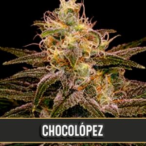 Chocolopez-3-u-fem-Blimburn-Seeds-3