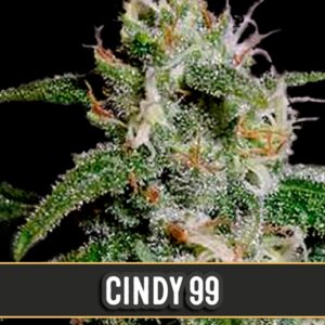 Cindy-99-3-u-fem-Blimburn-Seeds-3