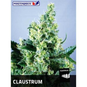 Claustrum-1-u-fem-Positronics-Seeds-3