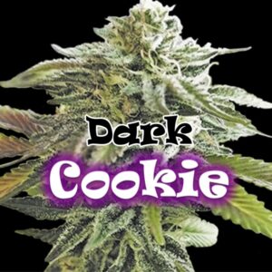 Dark-Cookie-2-u-fem-Dr-Underground-3